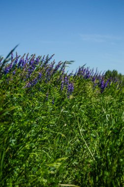 Dünya 'nın en iyi mucizesi çiçeklerdir! Çiçekler dünyanın süsüdür. Çiçekler yazın süsüsüdür. Çiçekler olmadan, dünyevi hayat cazibesini tamamen yitirir. Çiçekler güneşin gülümsemesidir....