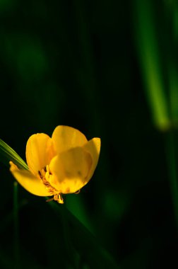 Dünya 'nın en iyi mucizesi çiçeklerdir! Çiçekler dünyanın süsüdür. Çiçekler yazın süsüsüdür. Çiçekler olmadan, dünyevi hayat cazibesini tamamen yitirir. Çiçekler güneşin gülümsemesidir....