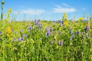 Dünya 'nın en iyi mucizesi çiçeklerdir! Çiçekler dünyanın süsüdür. Çiçekler yazın süsüsüdür. Çiçekler olmadan, dünyevi hayat cazibesini tamamen yitirir. Çiçekler güneşin gülümsemesidir....
