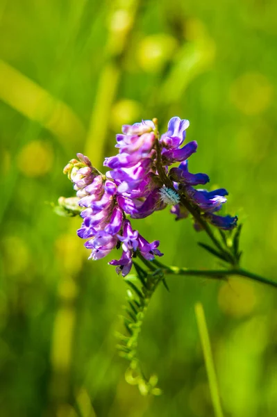 Das Beste Wunder Der Erde Blumen Blumen Sind Die Dekoration — Stockfoto