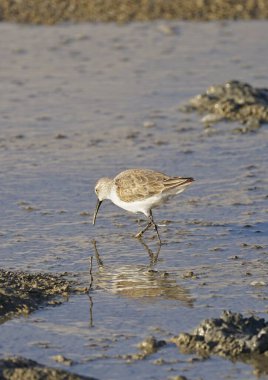 güzel parlak bir kuş, erkek ispinoz kiraz bahçesindeki bir dala oturur ve yüksek sesle şarkı söyler. Yüksek kalite fotoğraf