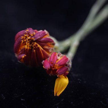 Yumuşak lavanta yaprakları ve bulanık arkaplan ile çiçek açan çiçeklerin yakın çekimi çiçek dokusunu, renk eğimlerini ve doğal zarafeti vurgulamak için doğal ışıkta yakalanır. Yüksek kalite fotoğraf