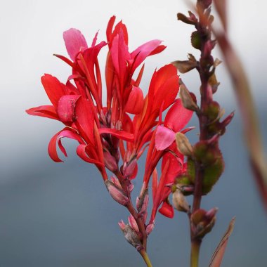 Yumuşak lavanta yaprakları ve bulanık arkaplan ile çiçek açan çiçeklerin yakın çekimi çiçek dokusunu, renk eğimlerini ve doğal zarafeti vurgulamak için doğal ışıkta yakalanır. Yüksek kalite fotoğraf