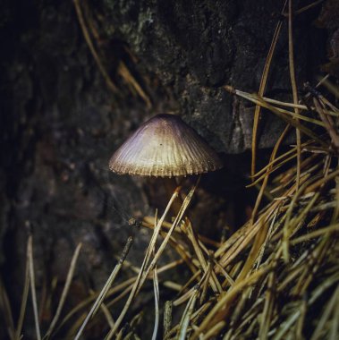 Ormandaki bulanık bir arka planda sonbaharda küçük orman mantarları. Yüksek kalite fotoğraf