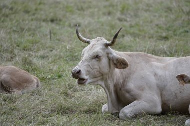 İspanya 'da ineklerle dolu güzel yeşil bir çayırın manzarası. Kaliteli fotoğraf