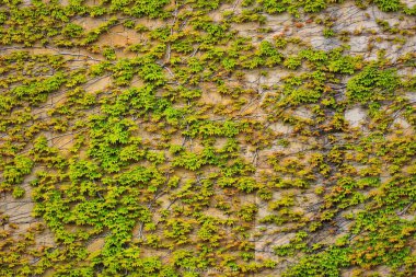 Yaz mevsiminde orman dağlarının güzel doğal manzarası. Yağmur ormanlarının ekosistemi, orman dağları. Doğal tropik yeşil orman manzarası. Seyahat fotoğrafı, kimse yok. Yüksek kalite fotoğraf