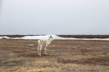 Flatruet, Harjedalen, İsveç 'te Ren Geyiği (Rangifer tarandus).