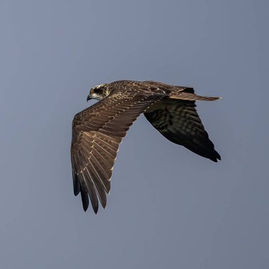 Osprey (Pandion haliaetus) İsveç 'in güneyindeki Oland Adası' nda gökyüzüne karşı uçuyor..
