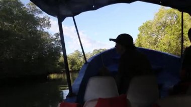 Orta Amerika 'nın kuzeyinde La Ensenada yakınlarında Pasifik Okyanusu kıyısındaki Mangrove ormanında tekne gezisi..