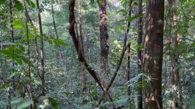 Orta Amerika, Kosta Rika 'nın batısındaki Carara Ulusal Parkı' ndaki ovada yağmur ormanları. Tipik ses kaydı dahil.