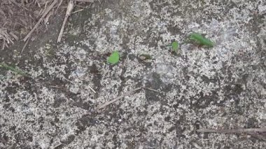 Kuzey Kosta Rika, Orta Amerika 'da Cano Negro doğa koruma alanında Yaprak Kesen Karıncalar (Atta cephalotes) yolu üzerindedir..