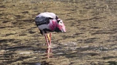 Boyanmış Leylek (Mycteria leucocephala) Kuzey Hindistan 'daki Keoladeo Gana Ulusal Parkı' nda yiyecek arıyor..