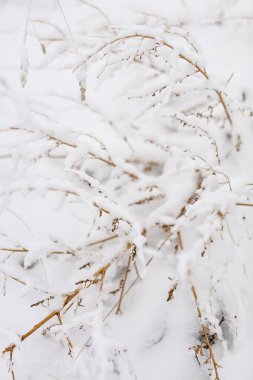 Arka planda kar bulunan açık bej, kurutulmuş çimlerin olduğu kış baskısı. Seçici odaklı bej renkli sazlıklar ve arkaplan bulanık.