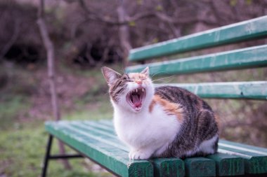 Tezgah ve yawns üzerinde oturan evsiz kedi