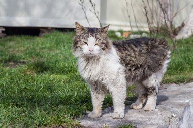 Sokakta oturan Gri kedi