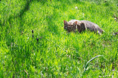 Çimenlerde saklanan kedi