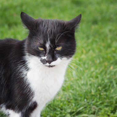 Yeşil çim bir arka plan üzerinde siyah ve beyaz kedi
