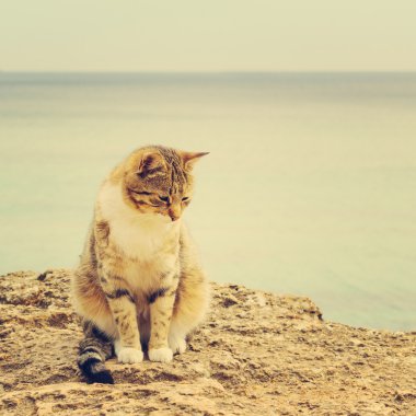 Sahilde oturan üzgün evsiz kedi. Görüntü renkli ve s