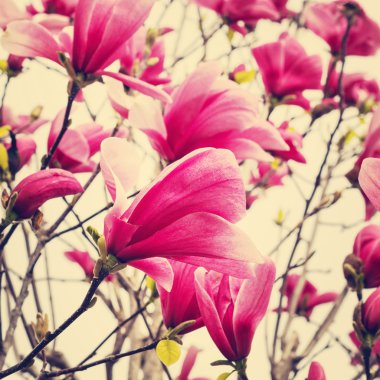 Çiçek pembe Manolya. Renkli ve seçici odak görüntüdür.