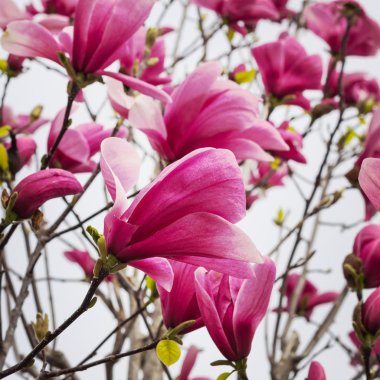 Çiçek pembe Manolya. Renkli ve seçici odak görüntüdür.