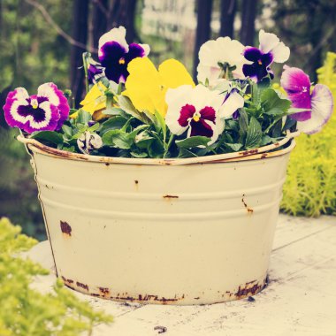 Üç renkli Menekşe eski kova. Rustik tarzı. Fotoğraf tinte