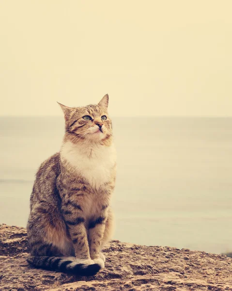 Sahilde oturan üzgün evsiz kedi. Görüntü renkli ve s