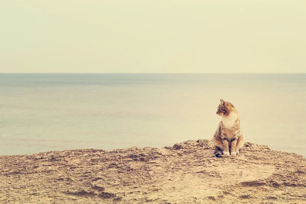 Sad homeless cat sitting on the beach. The image is tinted and s