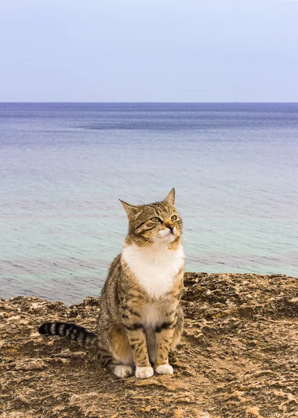 ᐈ Кот ждет фото, фотографии кот на пляже | скачать на Depositphotos®