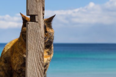 Ahşap bir hap sakladı deniz, arka plan üzerinde komik kedi