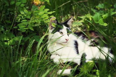 Kedi çimlerin üzerinde yatıyor..