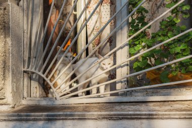 Eski pencere üzerinde oturan iki kedi. Seçici odak.