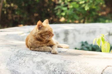 Sokakta uyuyan kedi. Seçici odak.