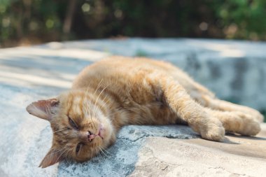 Sokakta uyuyan kedi. Seçici odak.