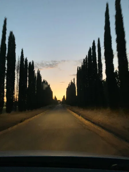 Tuscan Pine Tree Alley — Stock Photo, Image