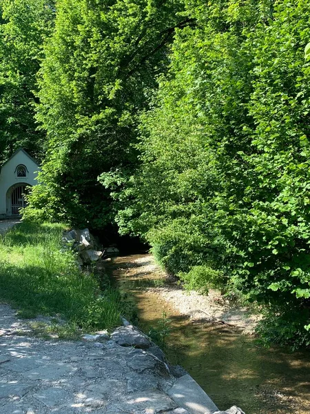Bavyera ormanında küçük bir nehir