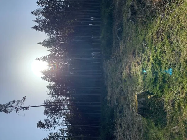 Ağaçların Arkasında Güneş — Stok fotoğraf