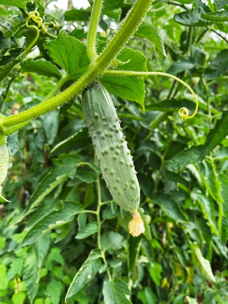 Boa colheita de legumes e frutas na fazenda. — Fotografia de Stock