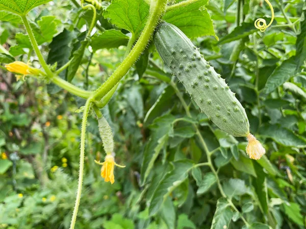 Boa colheita de legumes e frutas na fazenda. — Fotografia de Stock