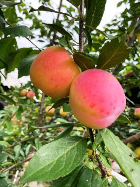 Çiftlikte iyi sebze ve meyve hasadı.