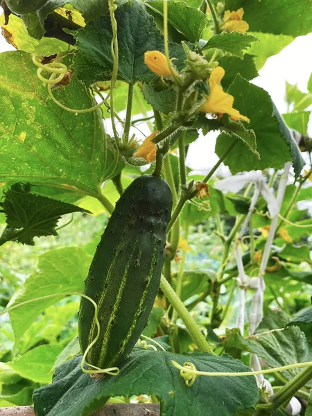 Good harvest of vegetables and fruits on the farm.