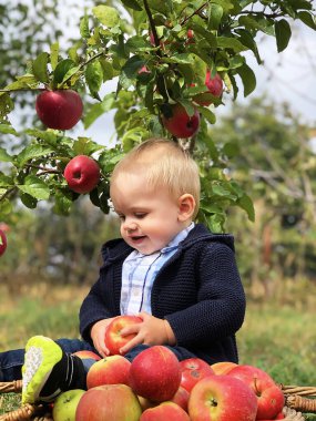 Elma bahçesindeki oğul asistanı..