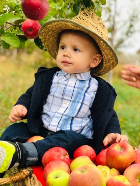 Elma bahçesindeki oğul asistanı..