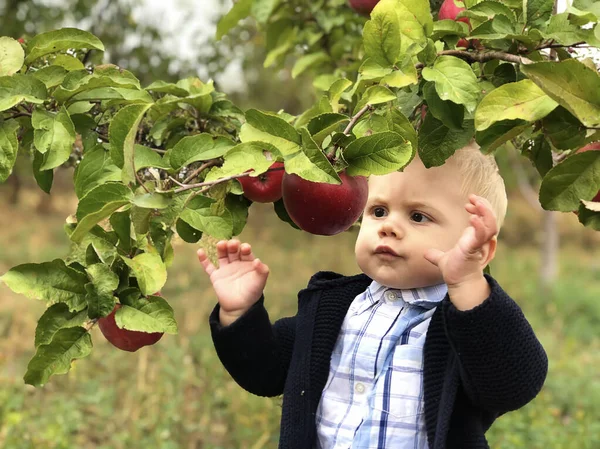 Son Assistant Apple Orchard — Stock Photo, Image