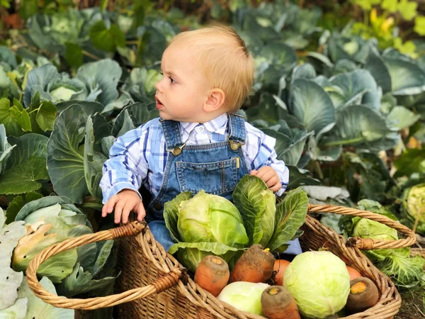 Çocuk Küçük Bir Çiftçi Çiftlik Asistanı — Stok fotoğraf