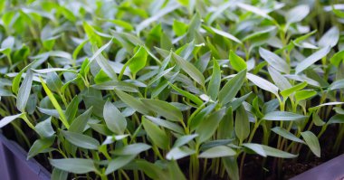 Paprika bitkileri pencere pervazında saksıda