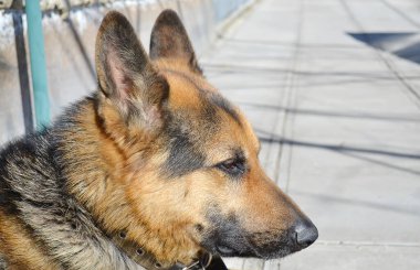 Alman çoban köpeği ormanda