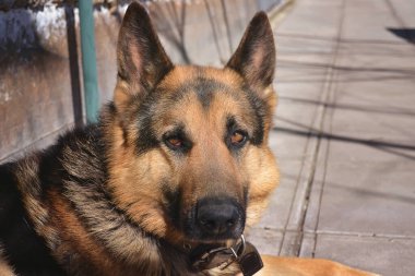 Alman çoban köpeği ormanda