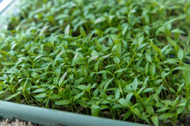Paprika bitkileri pencere pervazında saksıda.