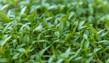 Paprika bitkileri pencere pervazında saksıda.