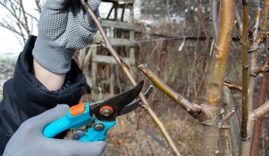 Bir meyve ağacını budamak - Baharda dalları kesmek